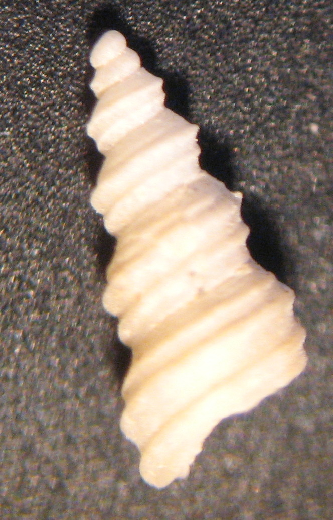 Turritella sp. juv.